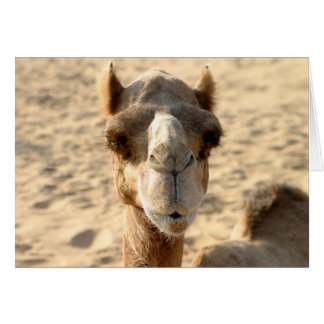 Camel Hälsningskort