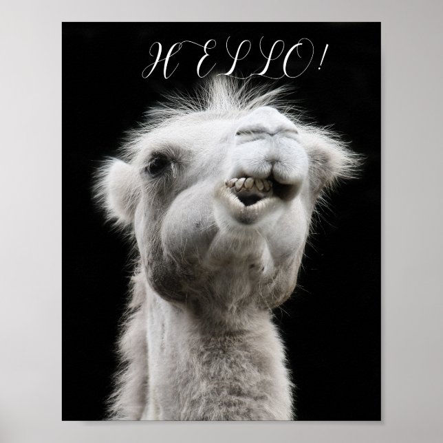 CAMEL-HEJ POSTER (Framsidan)