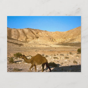 Camel i öknen Judean Vykort