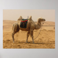 Camel i öknen
