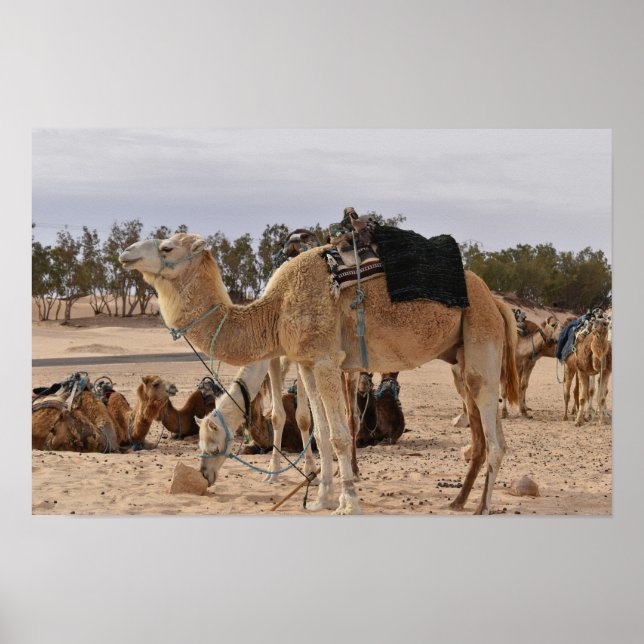Camel i öknen. Tunisien. Poster (Framsidan)