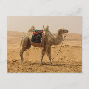 Camel i öknen vykort