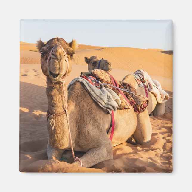 Camel i Oman-öknen Magnet (Framsidan)