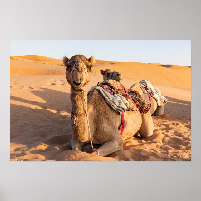 Camel i Oman-öknen Poster (Framsidan)