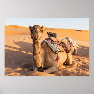 Camel i Oman-öknen Poster
