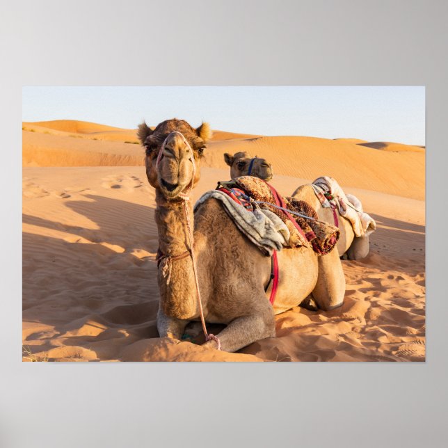 Camel i Oman-öknen Poster (Framsidan)