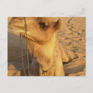 Camel in Desert Postcard Vykort