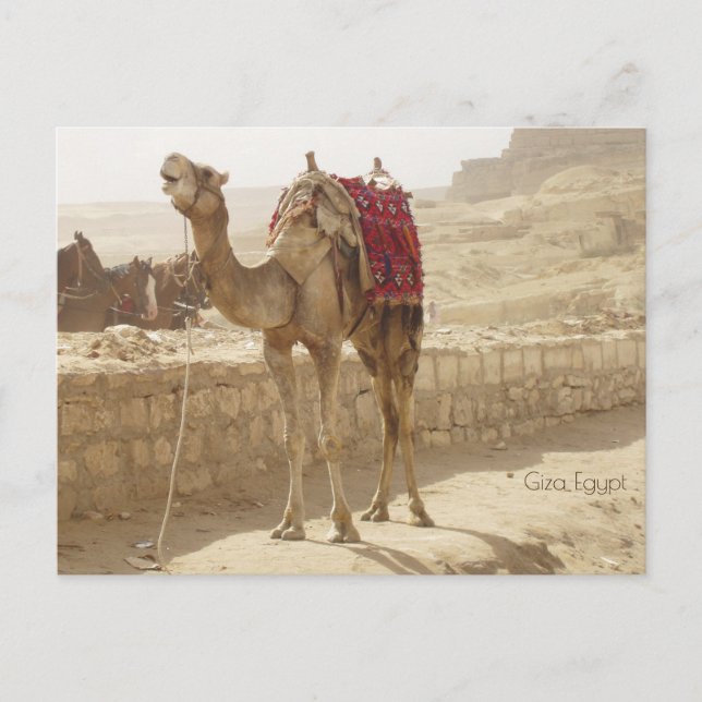 Camel in Giza Egypten Vykort (Framsida)