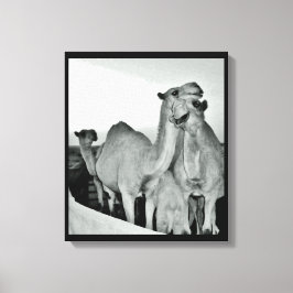 Camel Kärlek Canvastryck