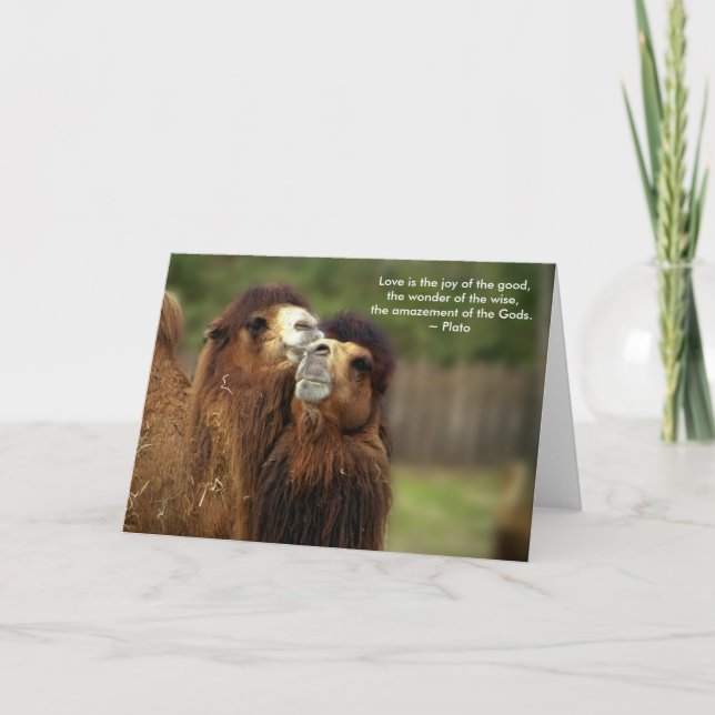 Camel Kärlek Card - platsoffert Helgkort (Framsida)