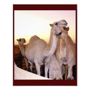 Camel Kärlek Fototryck