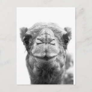 Camel Kisses Fun Closeup Photo Vykort