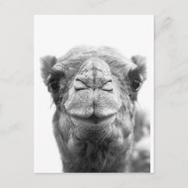 Camel Kisses Fun Closeup Photo Vykort (Framsida)