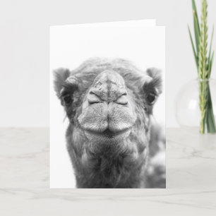 Camel Kisses Roligt Closeup Photo Greeting Card Kort
