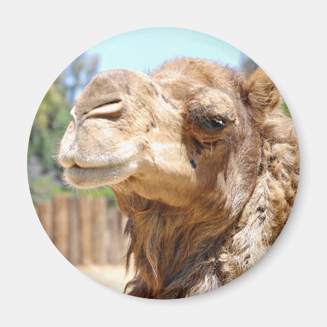 Camel Magnet (Framsidan)