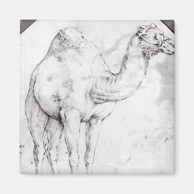Camel Magnet (Framsidan)