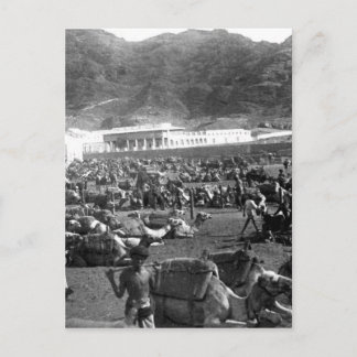 Camel Market, Aden, Jemen 1902 Vykort