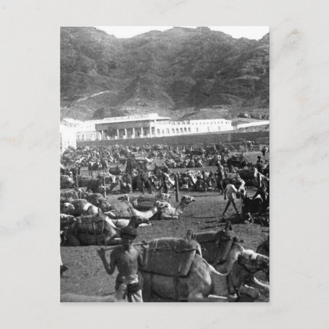 Camel Market, Aden, Jemen 1902 Vykort (Framsida)