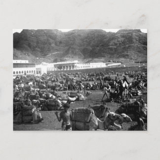 Camel Market, Aden, Jemen 1902 Vykort