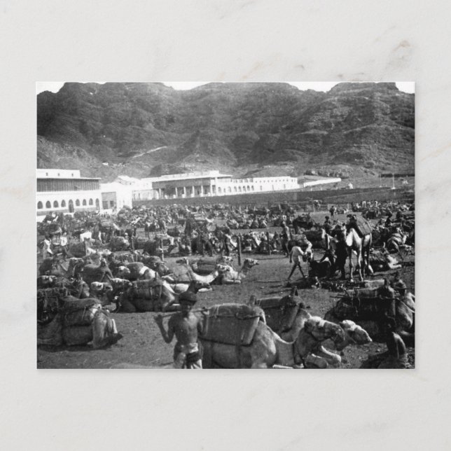Camel Market, Aden, Jemen 1902 Vykort (Framsida)