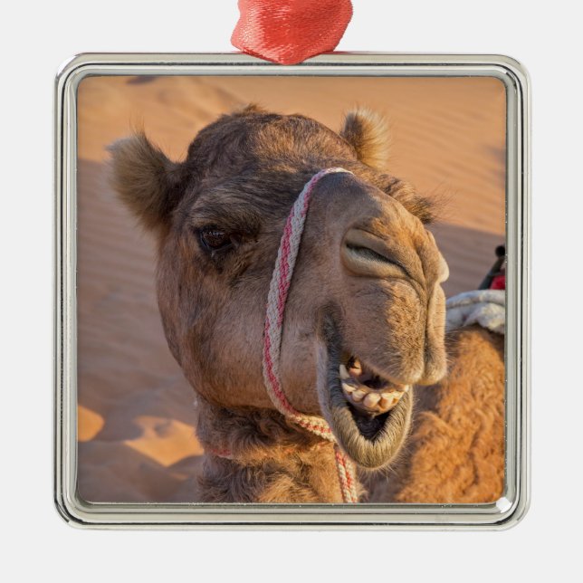 Camel med ett lustigt ansiktsuttryck - Oman Julgransprydnad Metall (Framsidan)