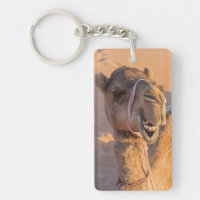 Camel med ett lustigt ansiktsuttryck - Oman