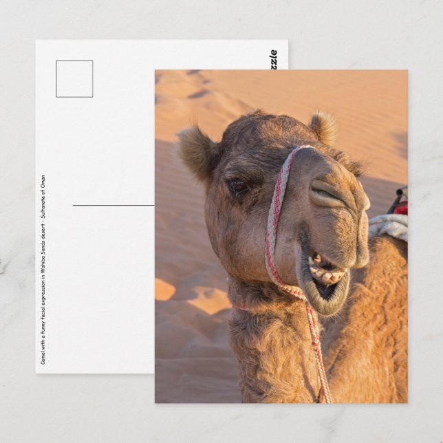 Camel med ett lustigt ansiktsuttryck - Oman Vykort (Fram/baksida)