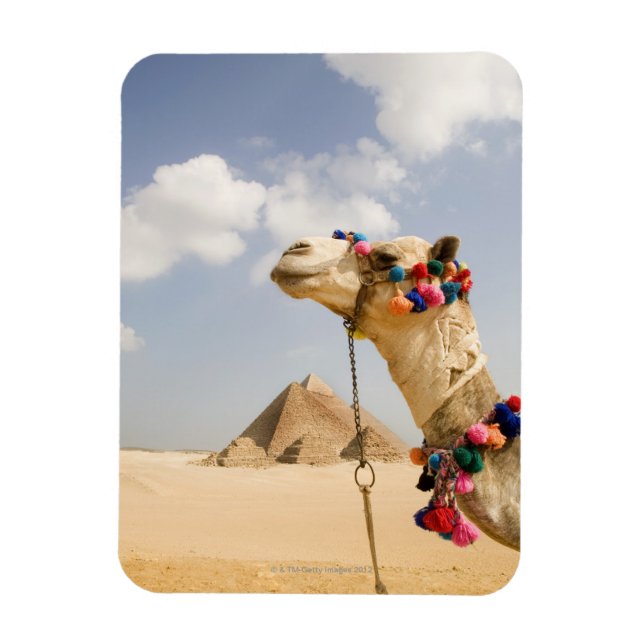 Camel med Pyramids Giza, Egypten Magnet (Vertikal)