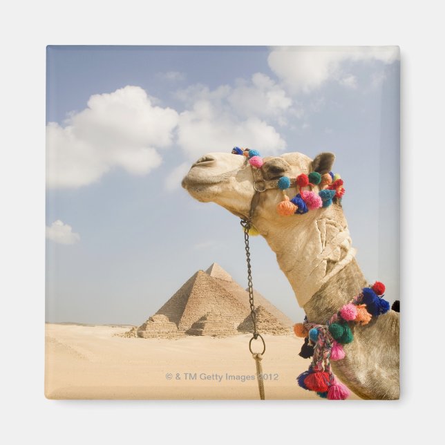 Camel med Pyramids Giza, Egypten Magnet (Framsidan)