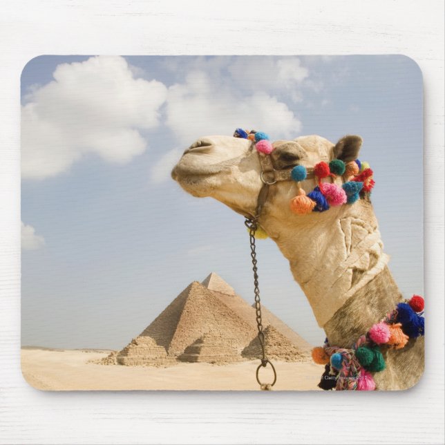 Camel med Pyramids Giza, Egypten Musmatta (Framsidan)