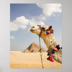 Camel med Pyramids Giza, Egypten Poster