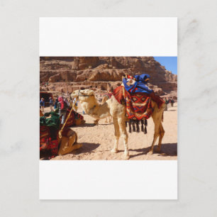Camel Mellan östern Nature Animals Destiny Gifts Vykort