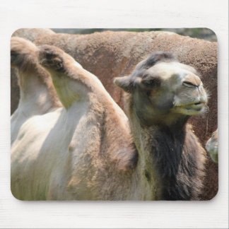 Camel Musmatta