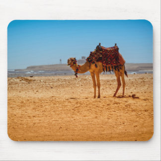 Camel Musmatta