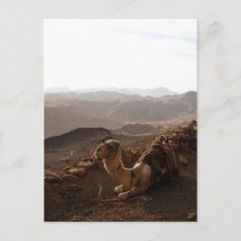 Camel på Mount Sinai Vykort