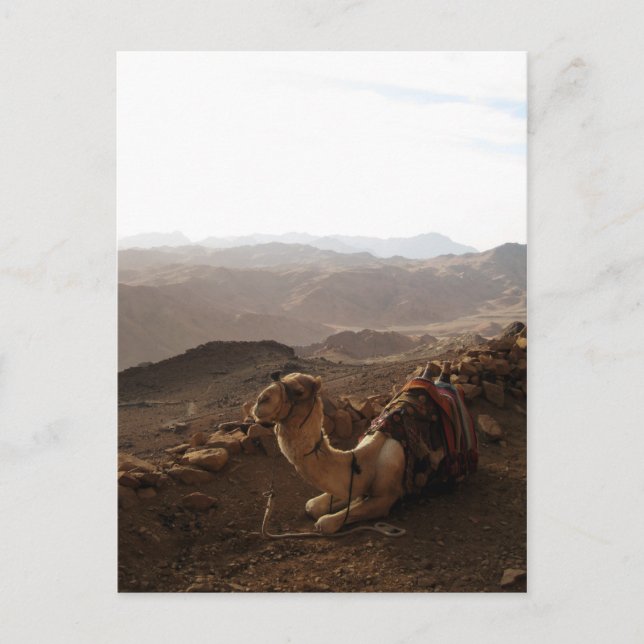 Camel på Mount Sinai Vykort (Framsida)