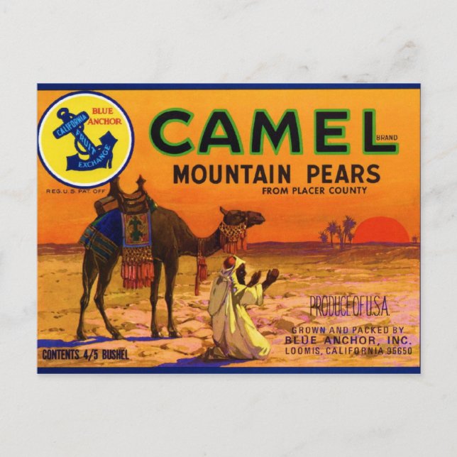 Camel Pears Vykort (Framsida)
