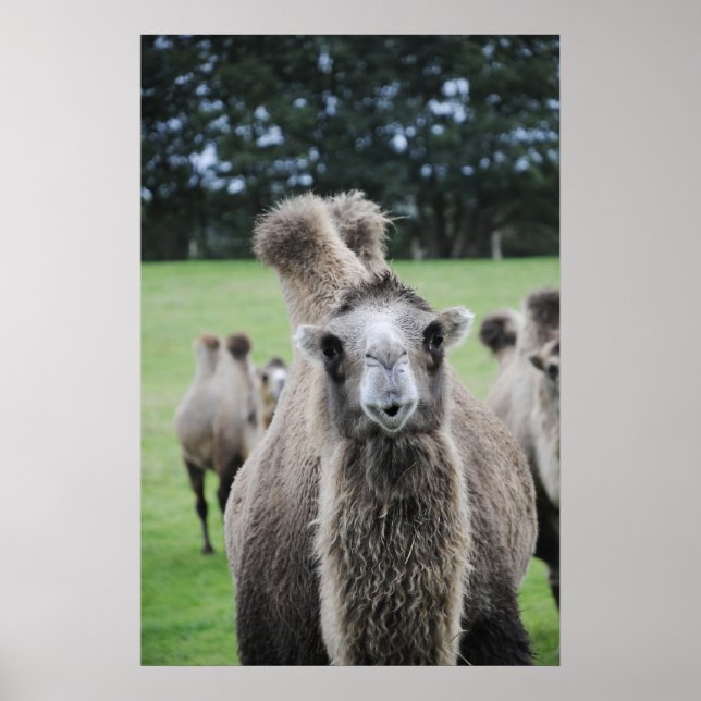 Camel Poster (Framsidan)