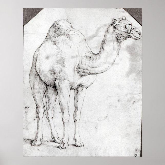 Camel Poster (Framsidan)