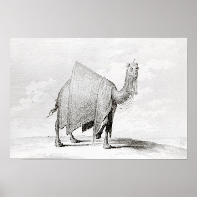 Camel Poster (Framsidan)