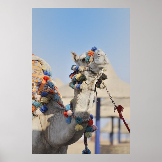 Camel Poster (Framsidan)