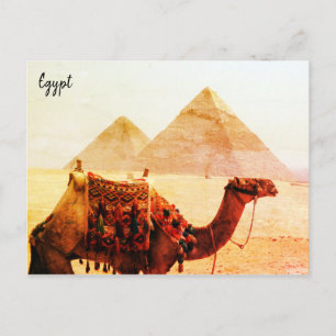 camel pyramids giza vykort