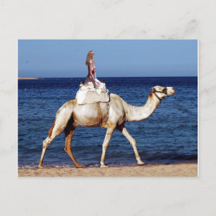 Camel Rider vid havet Vykort