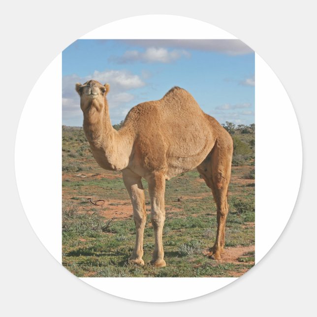 Camel Runt Klistermärke (Framsida)