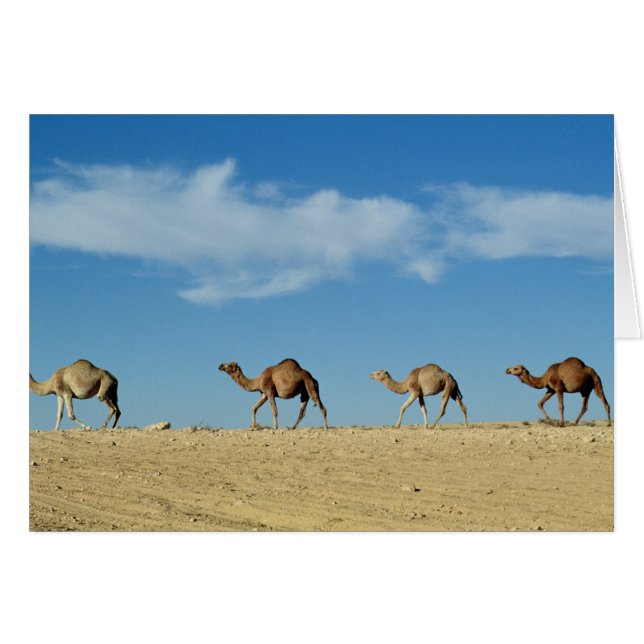 Camel tåg hälsningskort (Framsidan Horizontal)