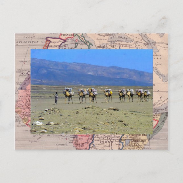 Camel tåg över Saharaöknen Vykort (Framsida)