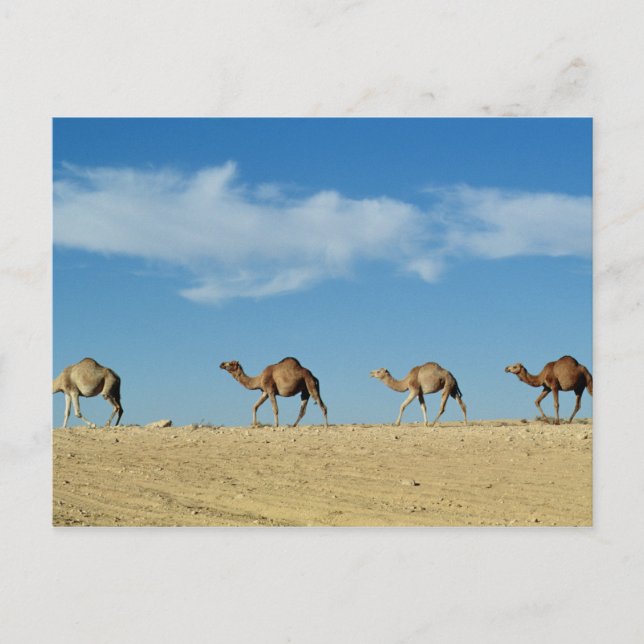 Camel tåg vykort (Framsida)