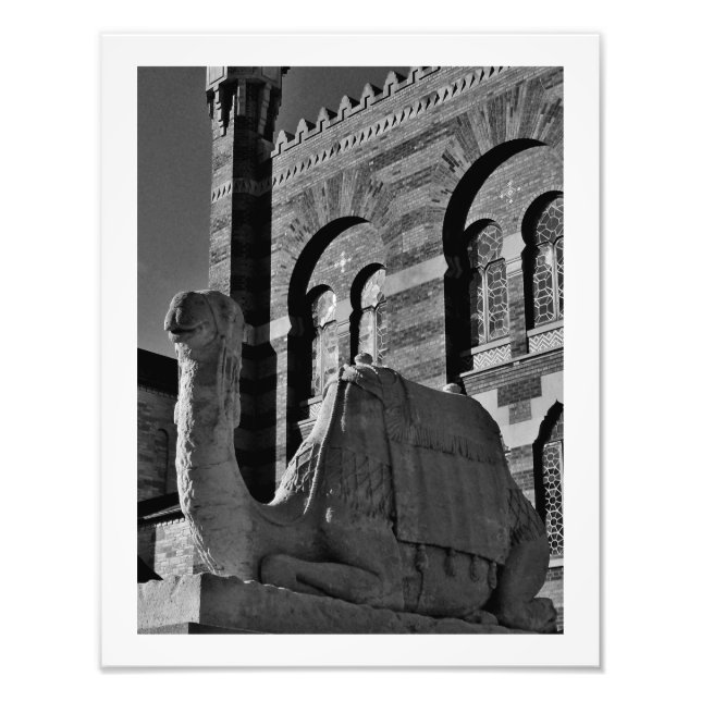 Camel Thoughts Fototryck (Framsidan)