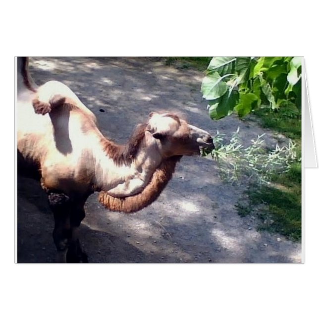 Camel Time! Zoo Animals Hälsningskort (Framsidan Horizontal)