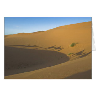 Camel trek hälsningskort
